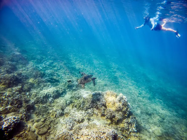 Snorkel Bob's Honokowai