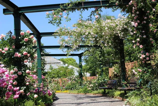 Shiki-no-kaori (scent of four seasons) Rose Garden