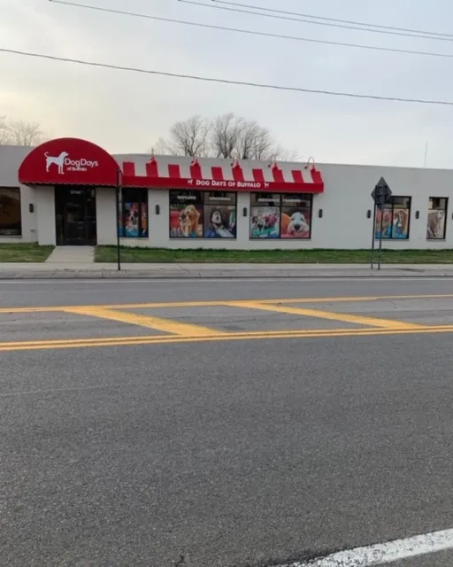 Dog Days of Buffalo - Harlem Road