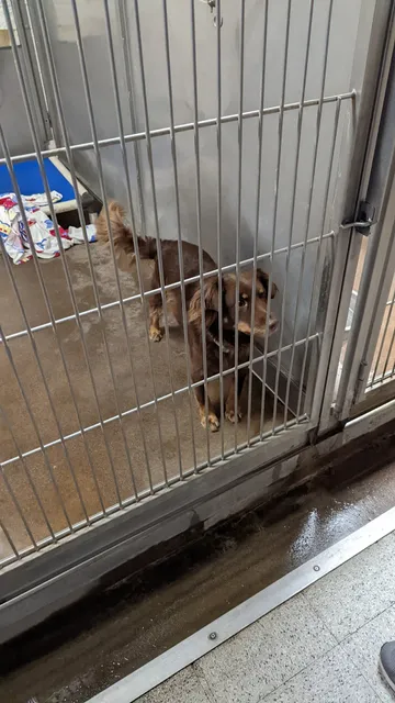 Central California SPCA