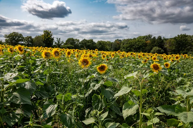 Tulleys Sunflowers Festival