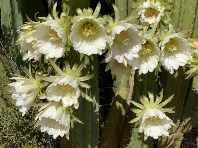 Villa Privada Oasi des Trenc