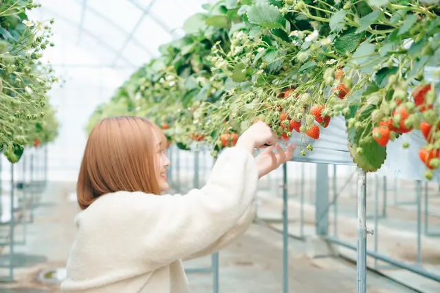 Harada strawberry farm