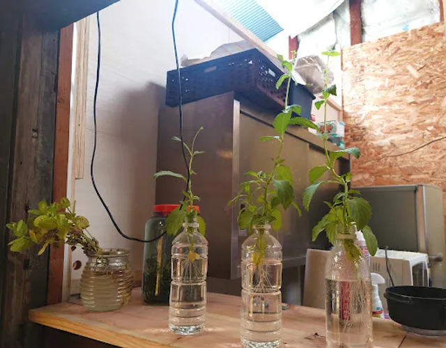 BAOBAB - music and food kitchen