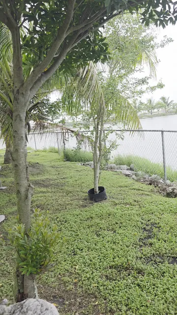 LAS PALMAS BELLE GLADE