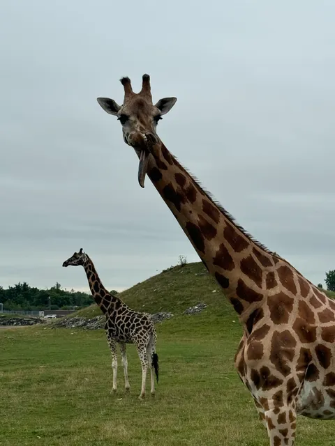 African Lion Safari Sign