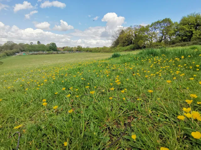 Great Cornard Country Park