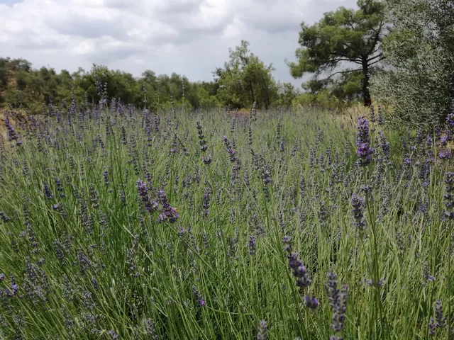 LUMINA BOTANICAL GARDENS