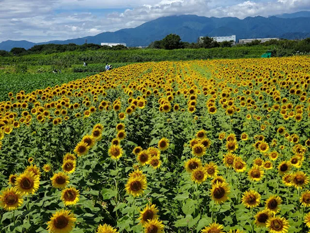 Zama Sunflower Fields Yotsuya Venue