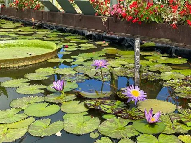 Blue Lotus Water Garden