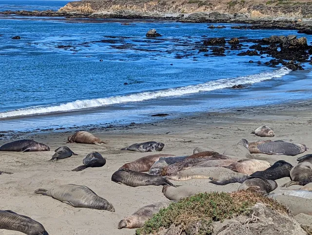 Elephant Seal Vista Point
