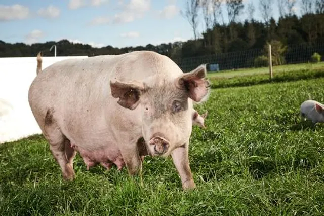 Springboard Adventure - Hetton Lyons Country Park