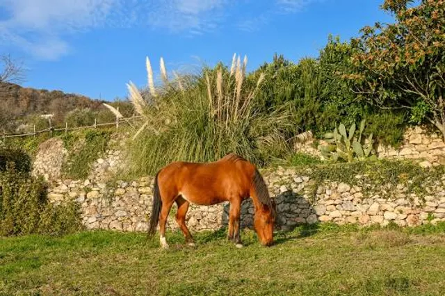 Ruins of Karpenstein castle