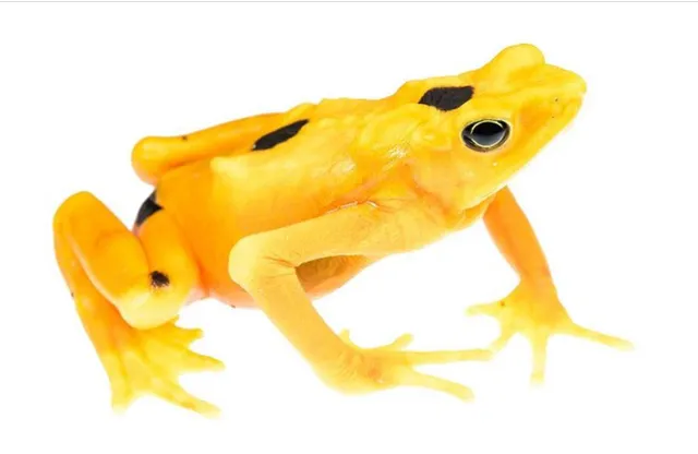 El Valle Amphibian Conservation Center Foundation (EVACC)