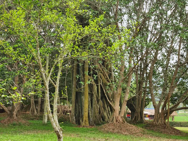 Thôn Cây thị xã thành huyện Sơn Dương tỉnh Tuyên Quang