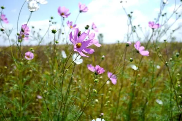 Miesenbach bei Birkfeld