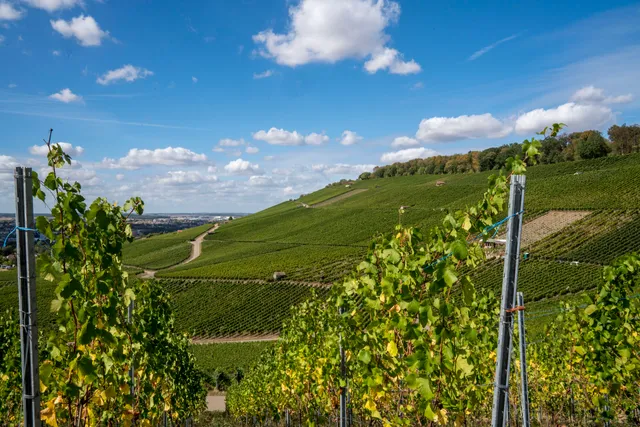 Wein Panorama Weg
