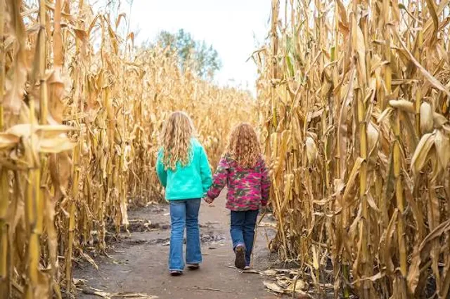 Treinen Farm Corn Maze and Pumpkin Patch