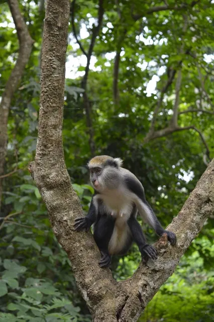 Boabeng Fiema Monkey Sanctuary