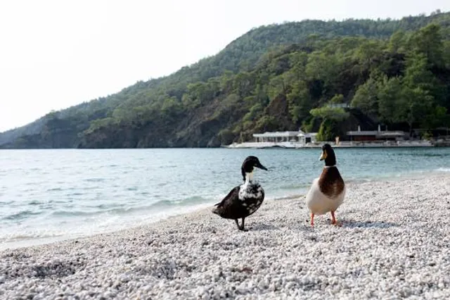 Küçük Kargı Tabiat Parkı