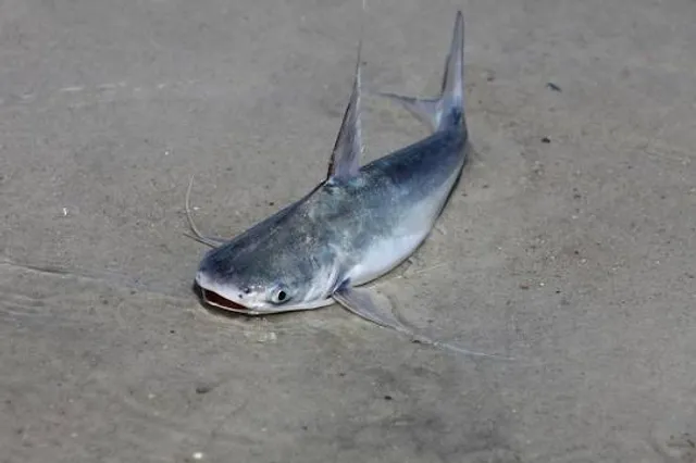 NATIONALPARK-HAUS "WATTENHUUS" BENSERSIEL