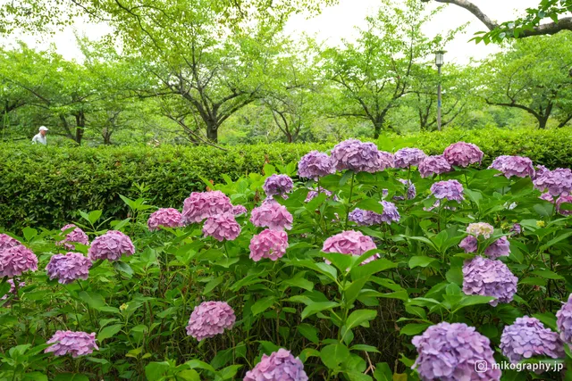 Hydrangea in Utsugi-en Garden