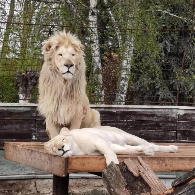 Zoopark - Kočkovité šelmy