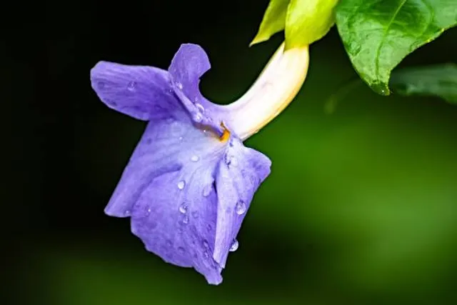 EDENVA El Eden de Vallarta Ecotourism Park