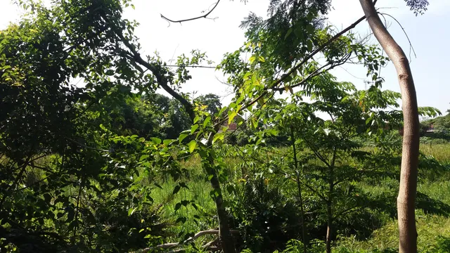 Urbano de Preservación Ecológica Curichi La Madre Park