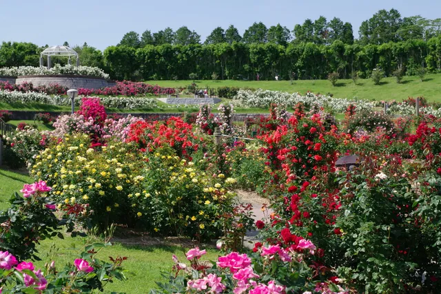 Kanoya Rose Garden