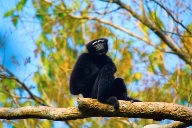 Hollongapar Gibbon Sanctuary