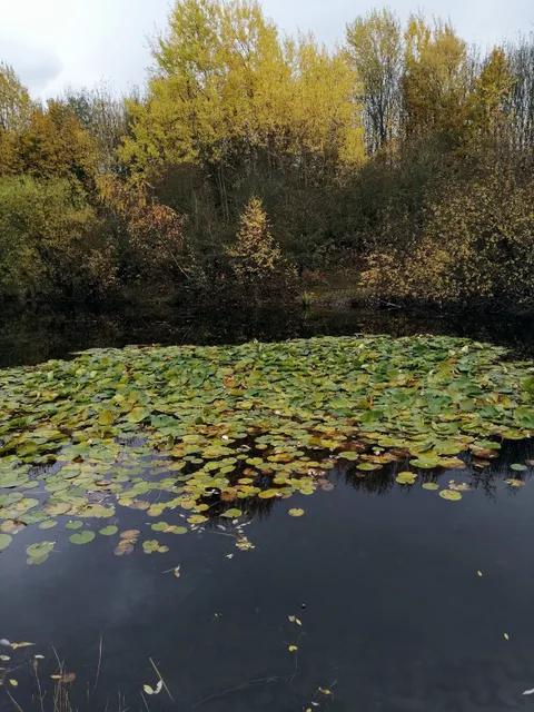 Weldon Woodland Park