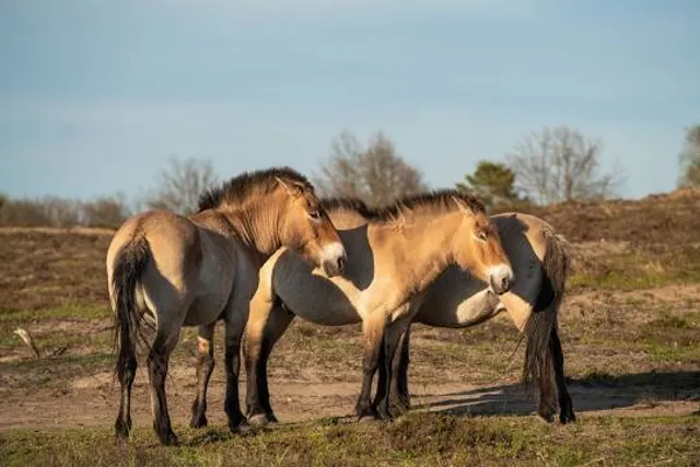 Sielmann Nature Park Döberitz Heath
