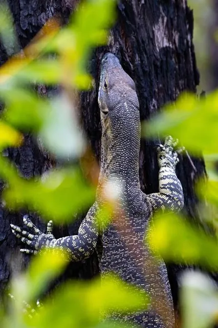 Mount Coot-Tha Forest