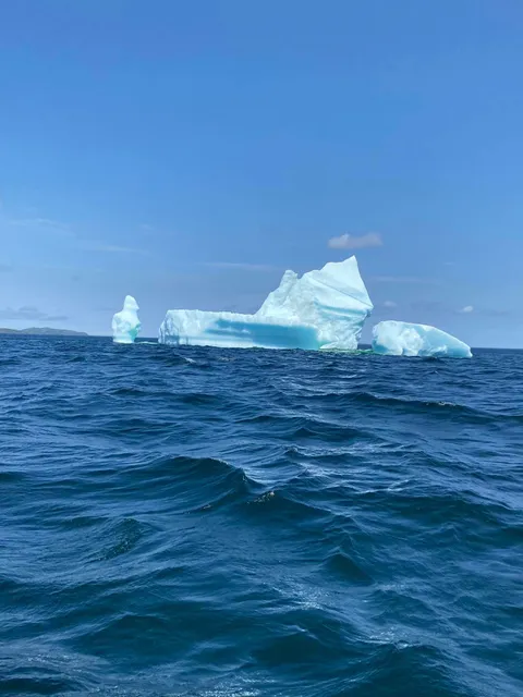Iceberg Alley Boat Tours