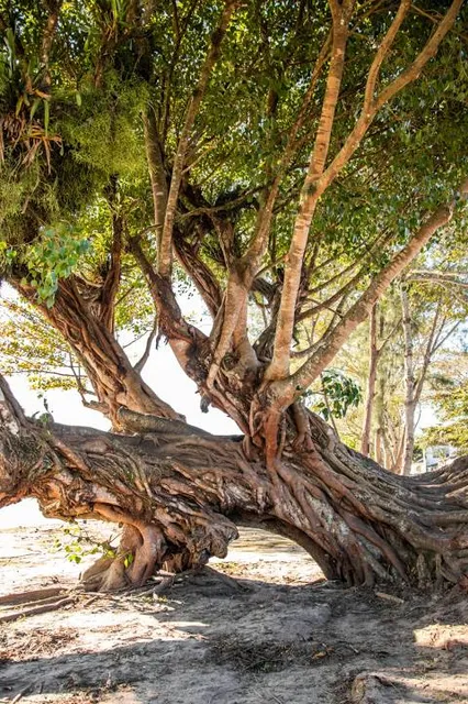Beira Rio Barra De São João