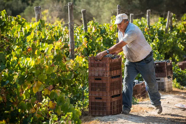 Minos Wines of Crete Miliarakis Bros S.A.