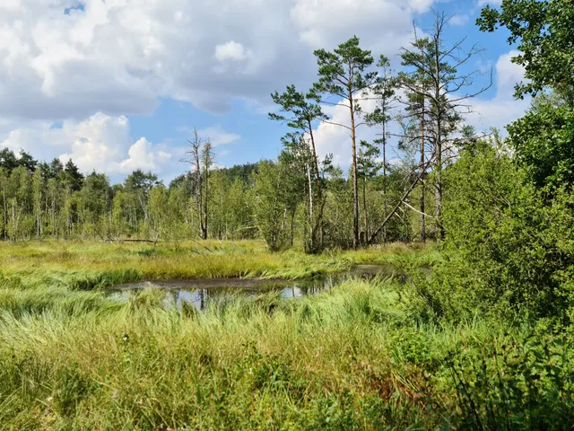 Prackendorfer und Kulzer Moos