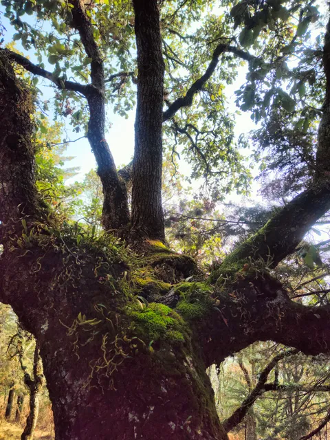 Parque nacional Campo del gallo