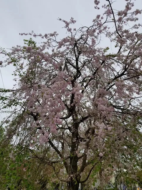 Nishiichinoesakura Park
