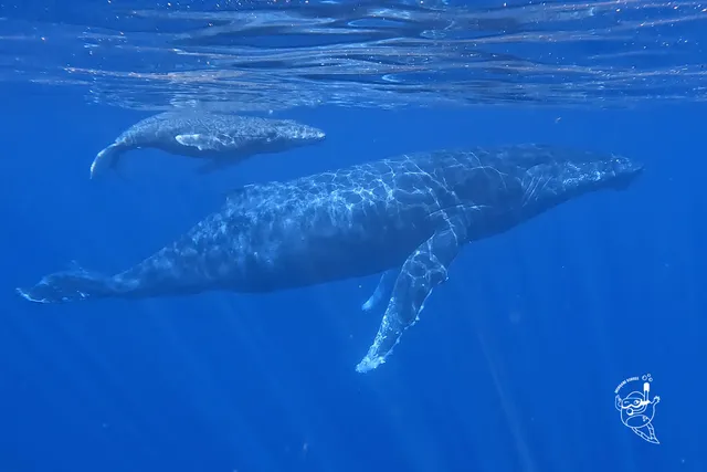 Bleu Océan - Plongée Réunion