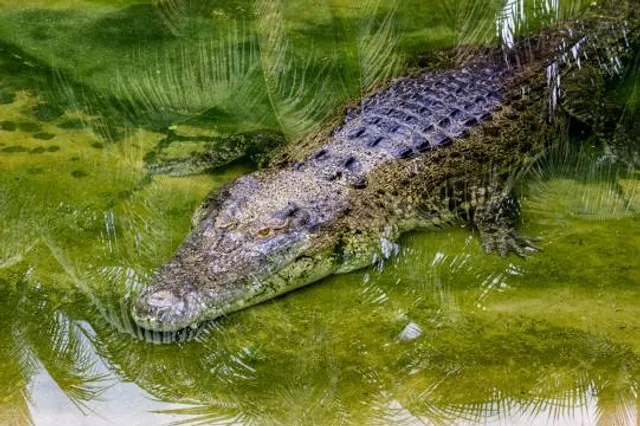 Teluk Sengat Crocodile Farm