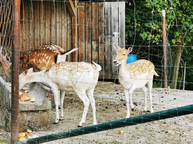 Wildgehege am Auerberg