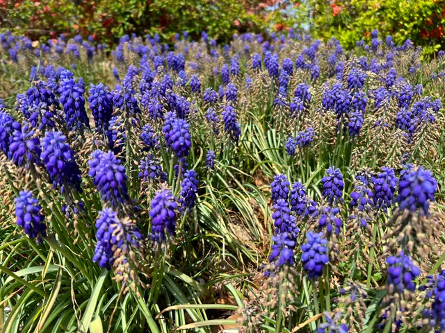Mukgok Ecological Forest