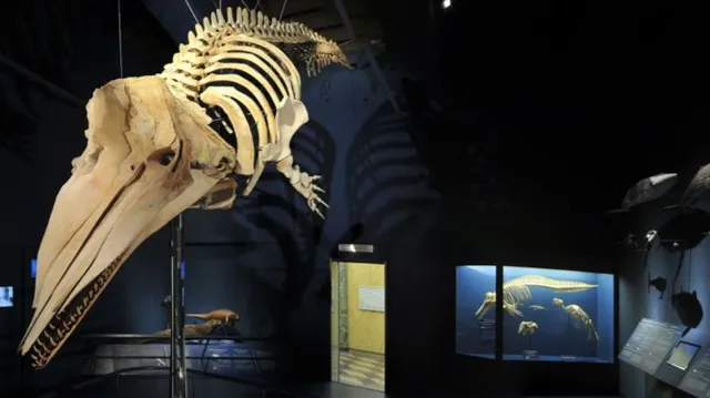 Civic Museum of Natural Sciences in Bergamo