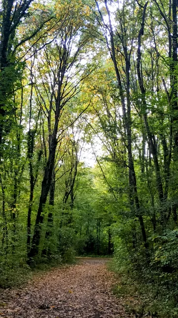 National Forest of Palaiseau