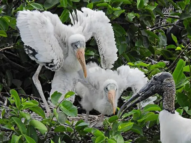 Storczykarnia - Muzeum Zamek w Łańcucie