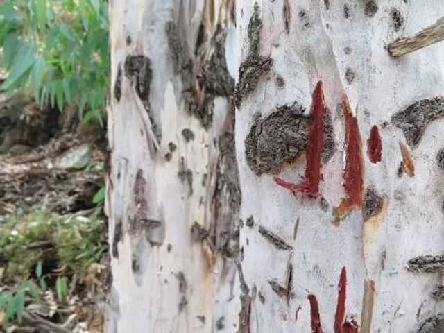 Sendero Charco De La Virgen