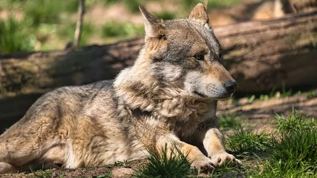 Wildparadies Tripsdrill