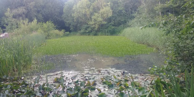 Denso Marston Nature Reserve